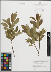 Foto von Salix pentandra L.
